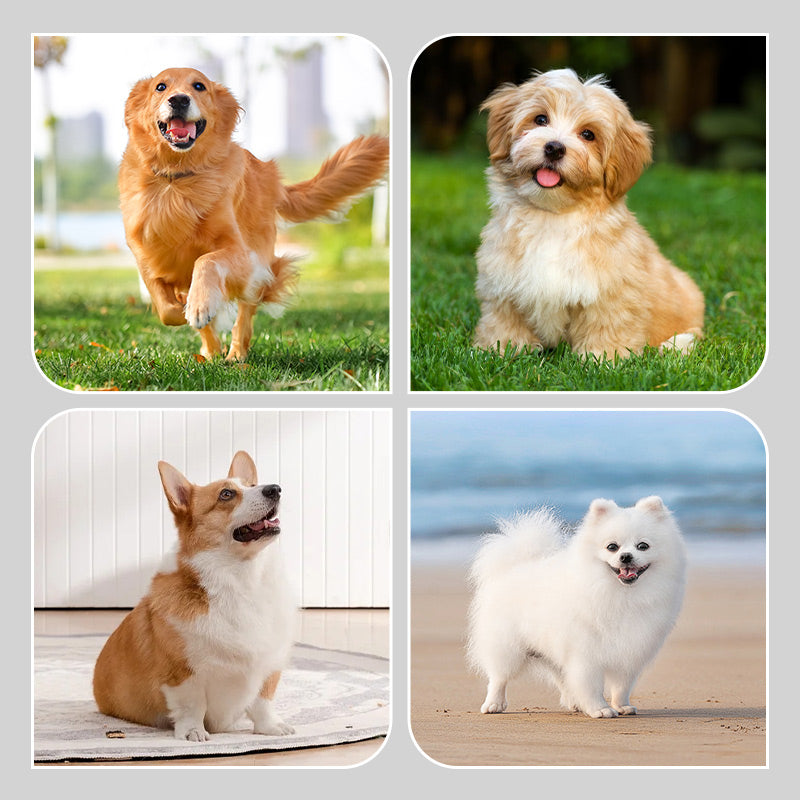 🎁Hot Sale 49% OFF🐾2 Pairs Anti-Slip Waterproof Dog Socks Shoes